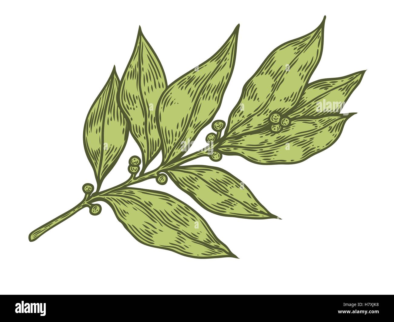 Foglie di alloro fresche erbe vettore pianta disegnata a mano illustrazione su sfondo bianco. Ingrediente a base di erbe per la cucina tradizionale, medicin Illustrazione Vettoriale