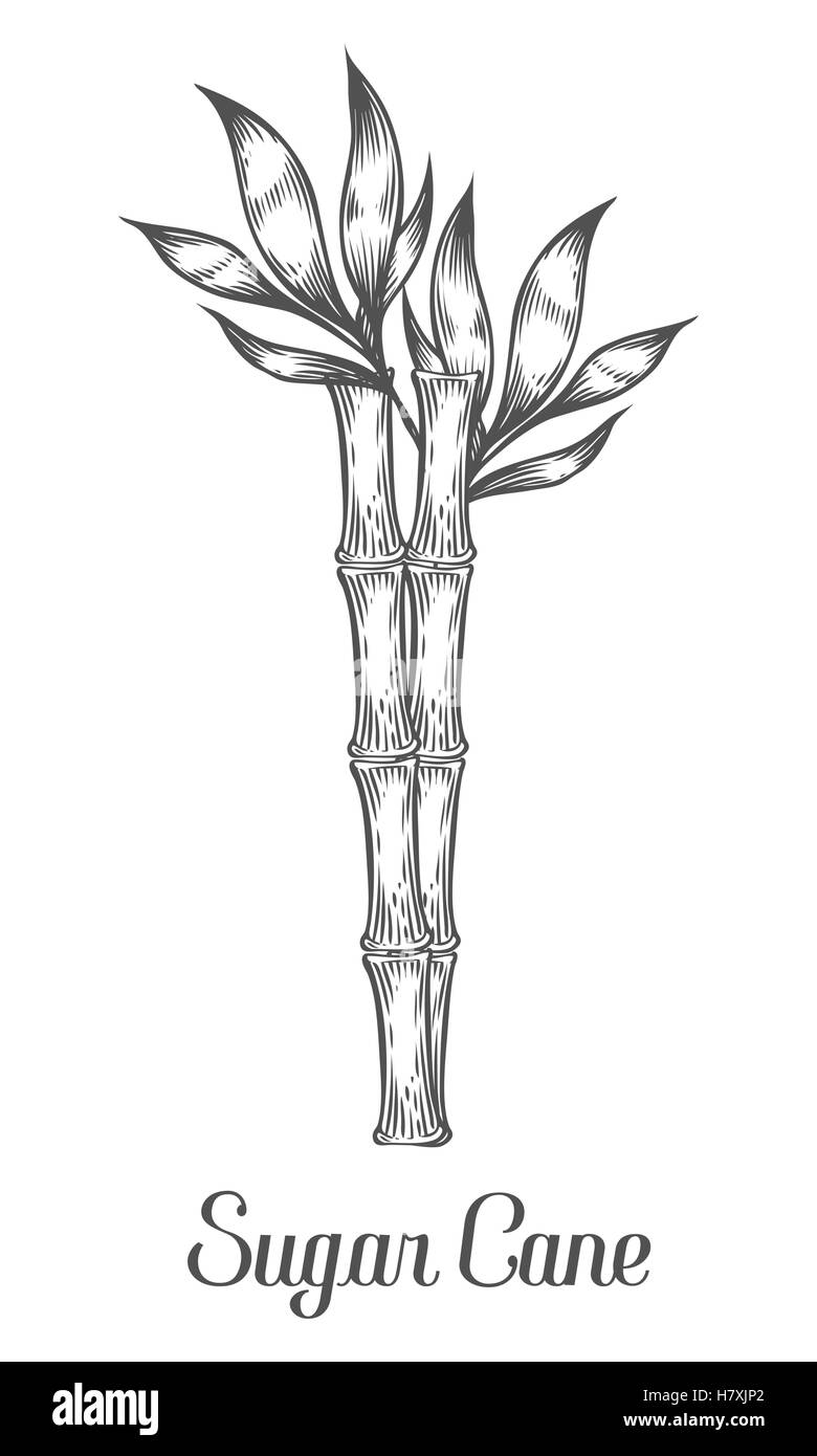La canna da zucchero ramo dello stelo e vettore di foglia disegnata a mano illustrazione. La canna da zucchero nero su sfondo bianco. Stile di incisione. Illustrazione Vettoriale