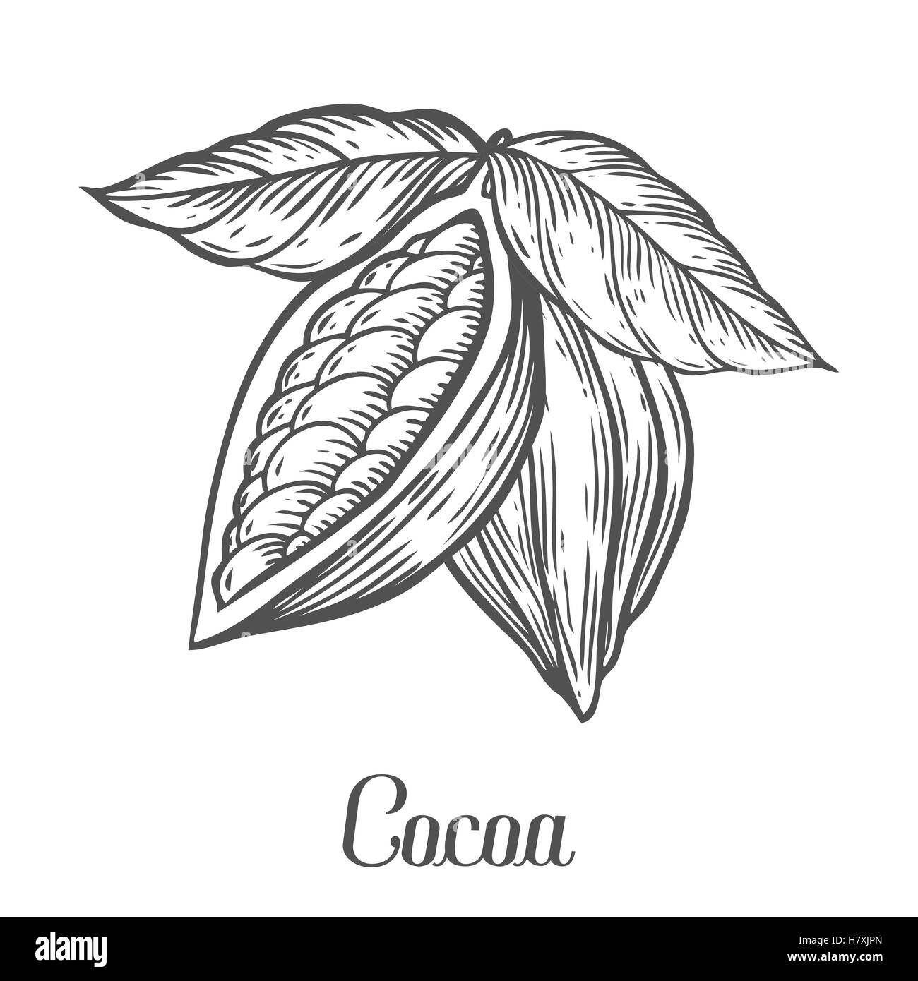 Cacao disegnato a mano. Il cacao botanica illustrazione vettoriale. Scarabocchio di sano cibo nutriente. Incisione di cacao sketch linea di etch. C organico Illustrazione Vettoriale