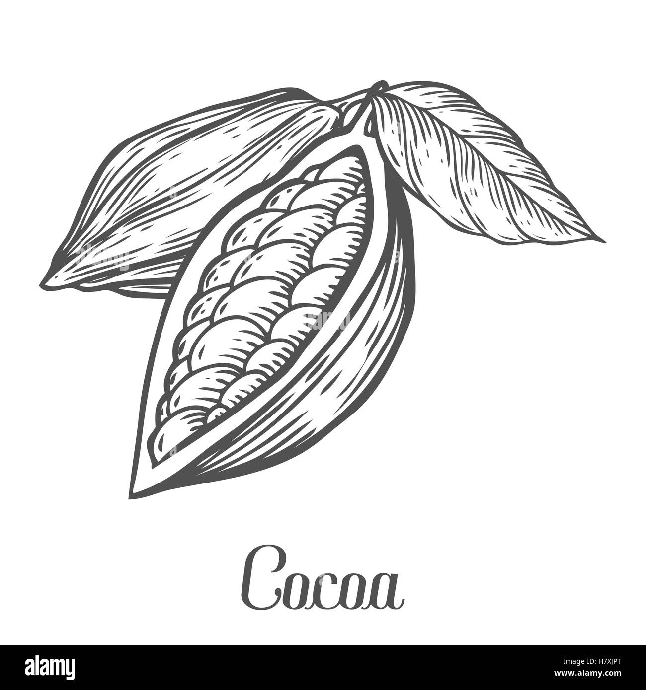 Cacao disegnato a mano. Il cacao botanica illustrazione vettoriale. Scarabocchio di sano cibo nutriente. Incisione di cacao sketch linea di etch. C organico Illustrazione Vettoriale