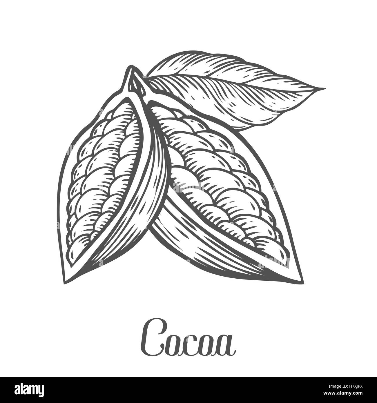Cacao disegnato a mano. Il cacao botanica illustrazione vettoriale. Scarabocchio di sano cibo nutriente. Incisione di cacao sketch linea di etch. C organico Illustrazione Vettoriale