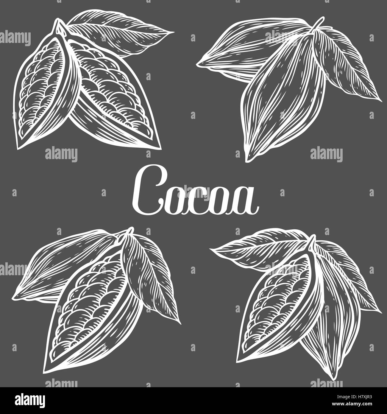 Cacao disegnato a mano. Il cacao botanica illustrazione vettoriale set. Blackboard scarabocchio di sano cibo nutriente. Incisione di cacao schizzo etch Illustrazione Vettoriale