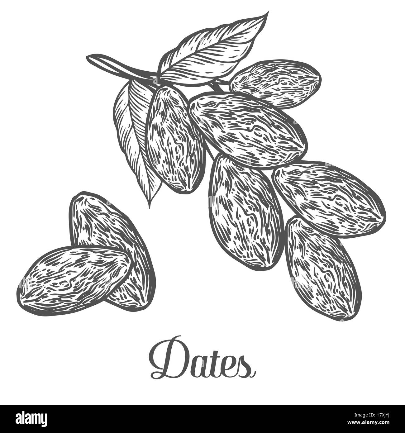Date. Disegnata a mano illustrazione vettoriale di datteri secchi (Ramadan Iftar cibo) alimenti biologici data palm su sfondo bianco. Illustrazione Vettoriale