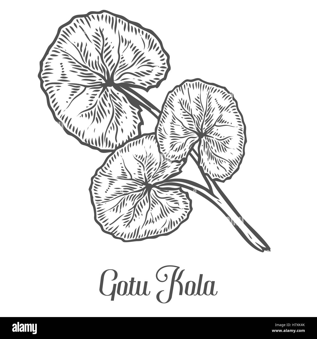 Gotu kola impianto. Isolato nero su sfondo bianco. La natura organica erba medicinale. Disegnato a mano disegno inciso illustrati del vettore Illustrazione Vettoriale