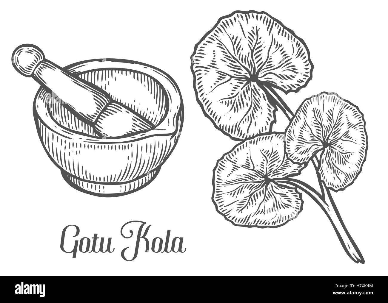 Gotu kola pianta con mortaio e pestello. Isolato nero su sfondo bianco. La natura organica erba medicinale. Disegnato a mano s incisa Illustrazione Vettoriale