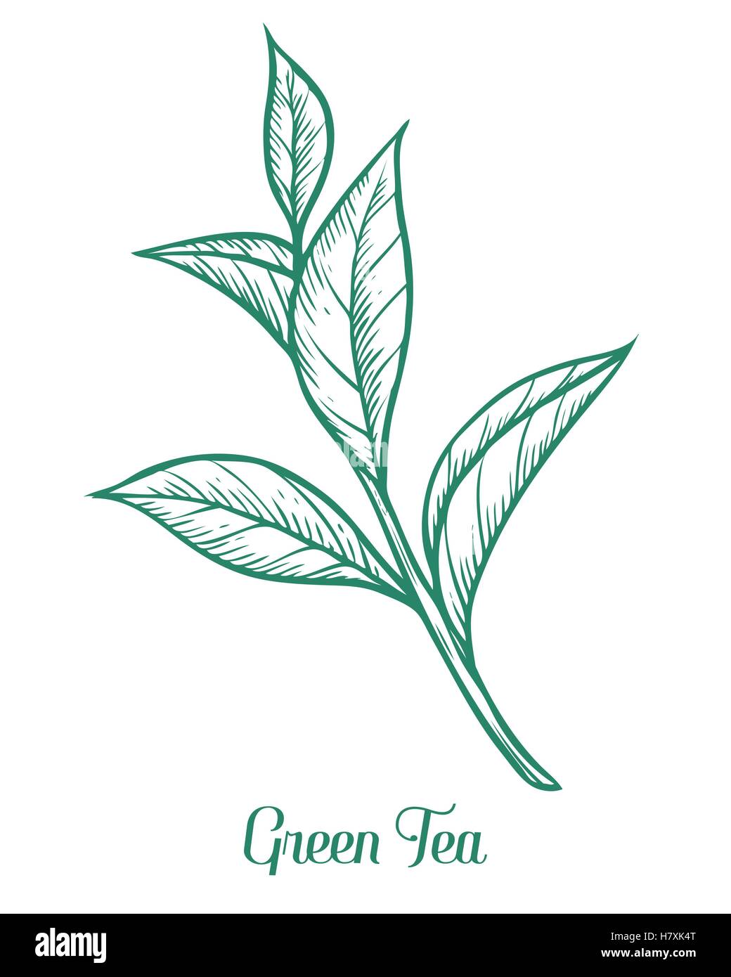 Il tè verde, vegetali a foglia. Mano bozzetto illustrazione vettoriale. Ramo Fiorito lineart organico. Il tè cinese, bevanda calda. Verde foglia Illustrazione Vettoriale