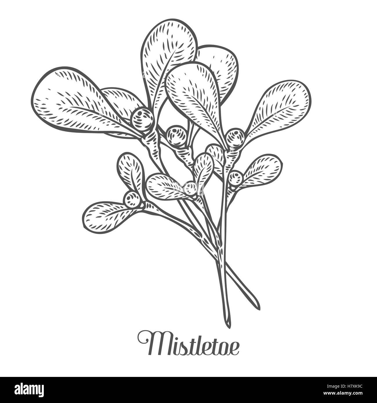 Disegnata a mano vischio pianta con berry. Vettore di piante di Natale rétro in stile vintage. Natale romantico illustrazione. Saluto auto Illustrazione Vettoriale