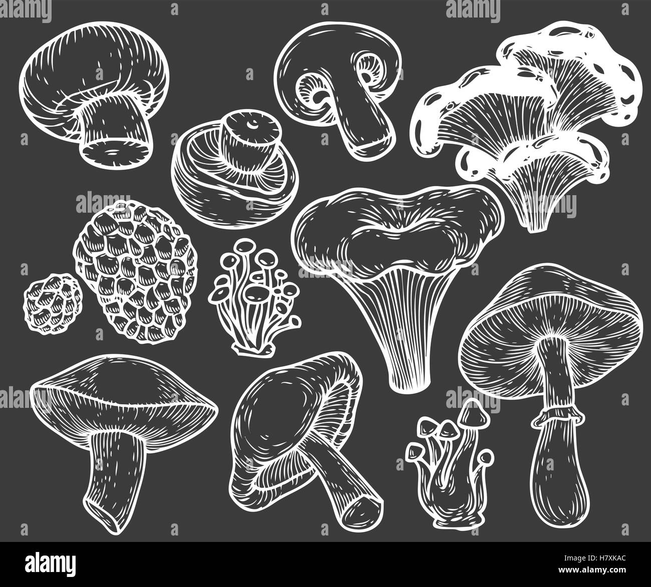 Mano a fungo bozzetto illustrazione vettoriale. Funghi shiitake, tartufo, chanterelle, champignon, enokitake, miele agaric, oy Illustrazione Vettoriale