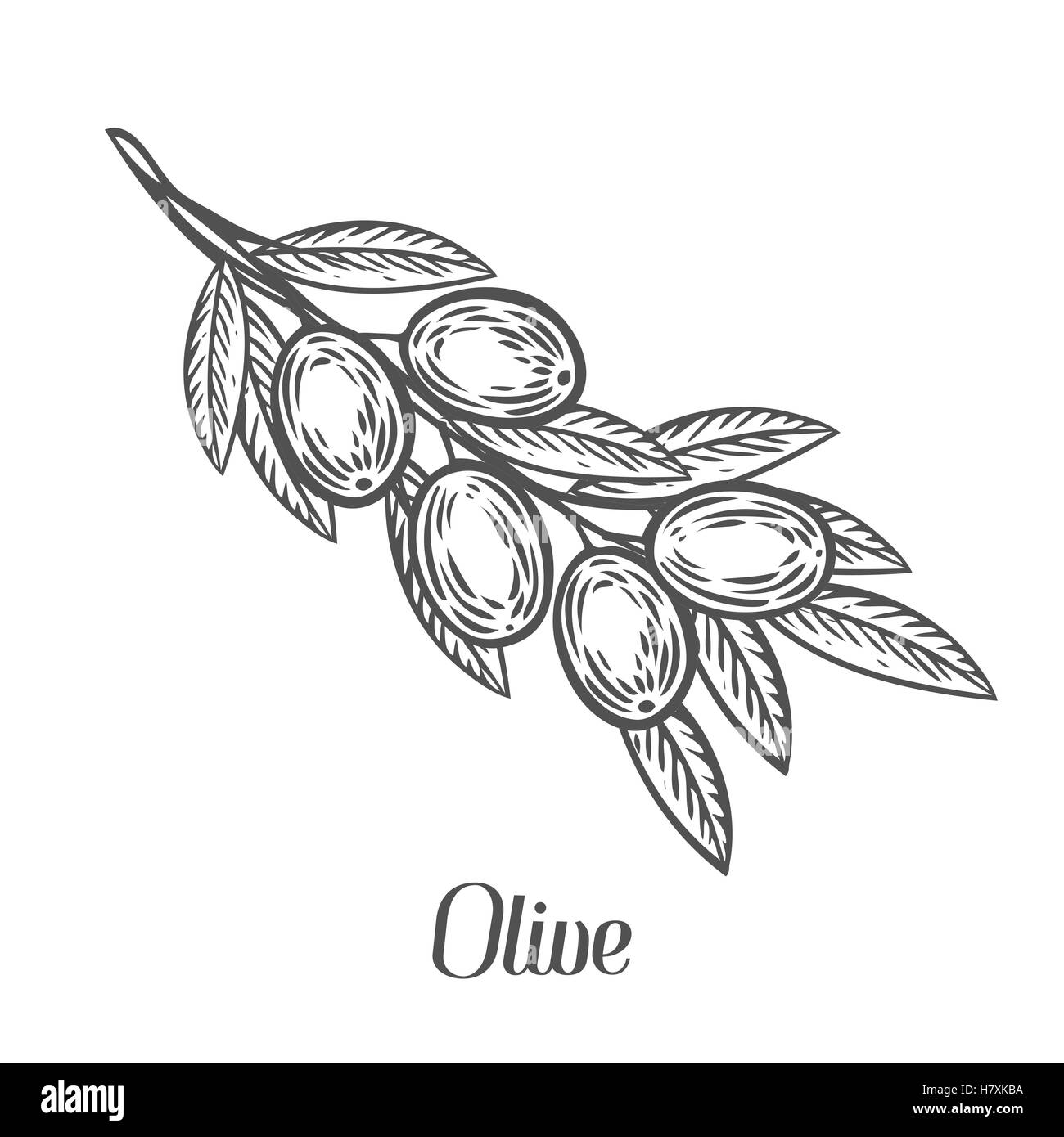 Olive Branch con bacche e foglie di piante di dieta super ingrediente. Organici naturali disegnati a mano disegno vettoriale illustrazioni incise Illustrazione Vettoriale