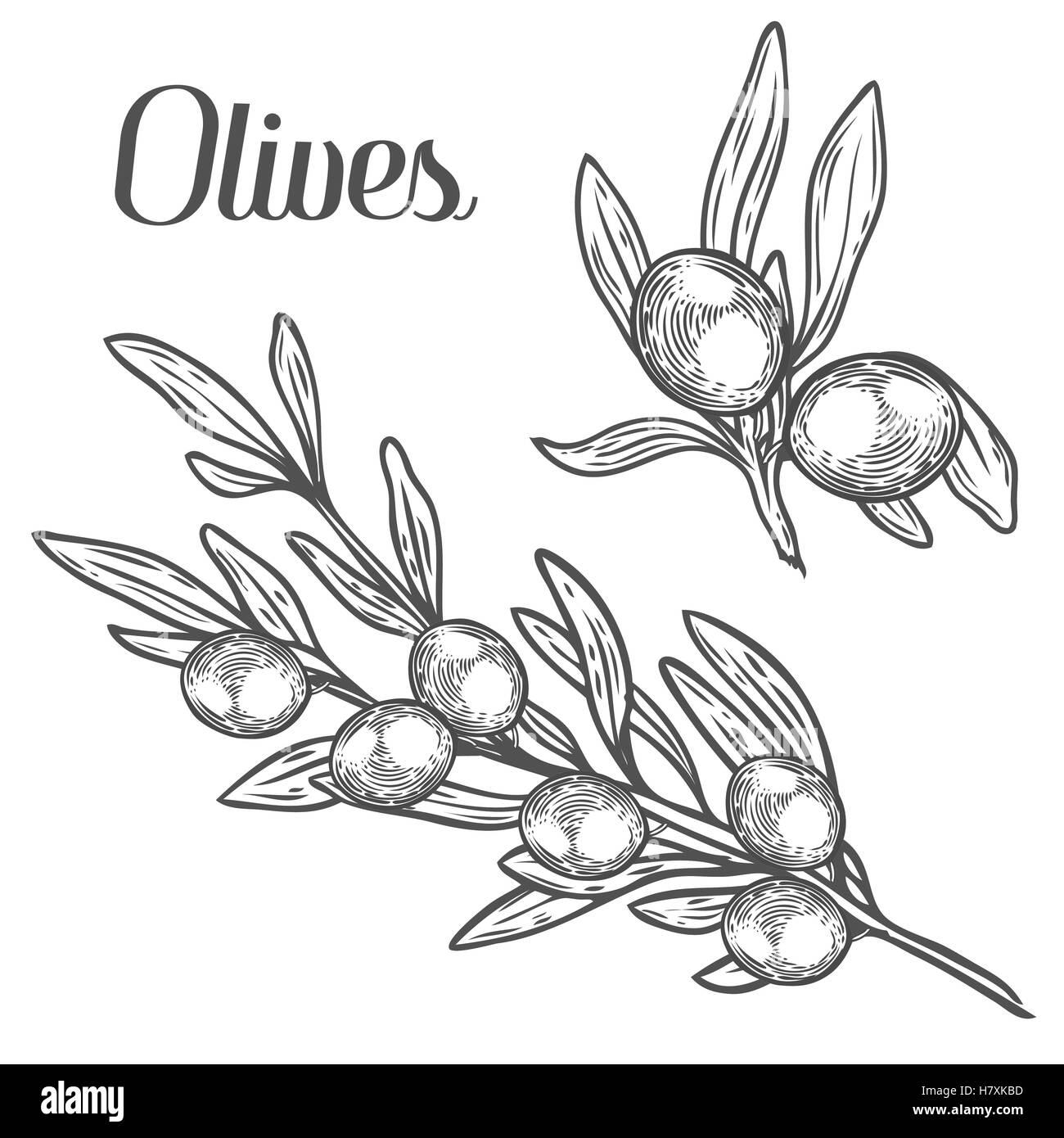 Olive Branch con bacche e foglie di piante di dieta super ingrediente. Organici naturali disegnati a mano disegno vettoriale illustrazioni incise Illustrazione Vettoriale