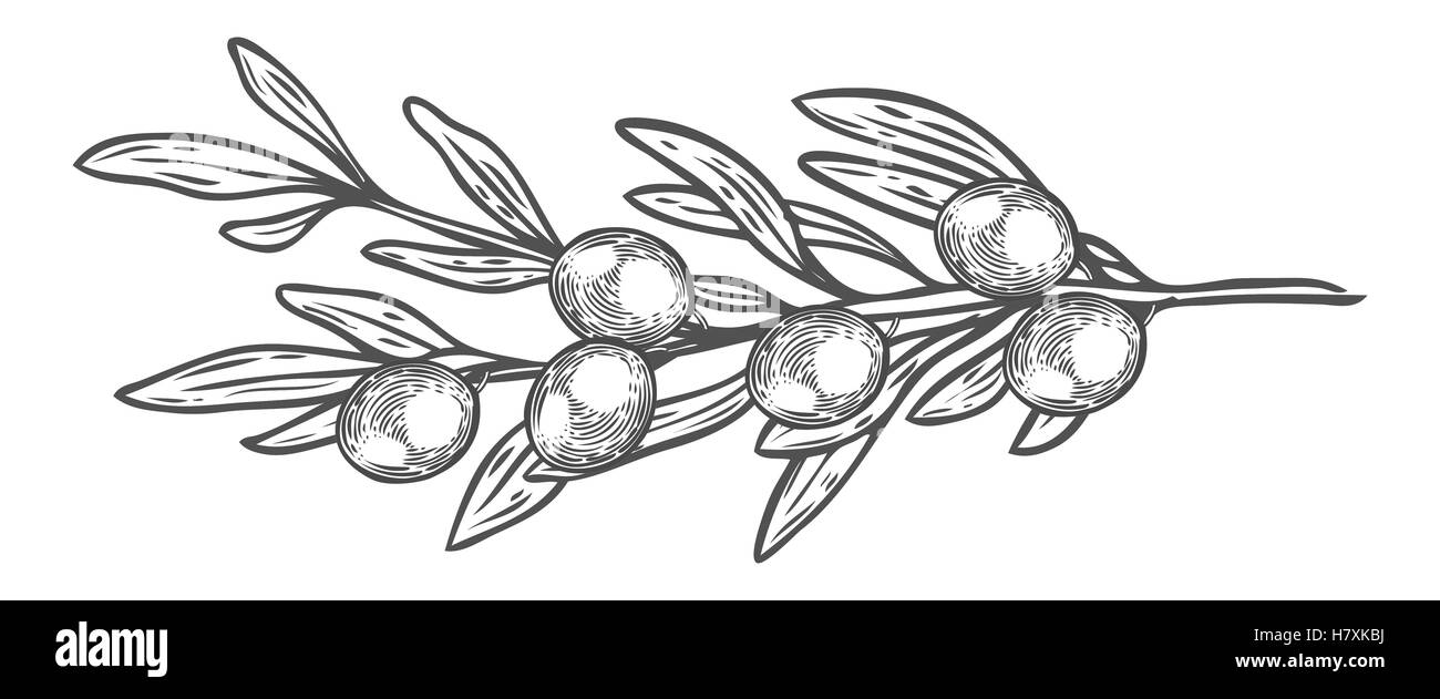 Olive Branch con bacche e foglie di piante di dieta super ingrediente. Organici naturali disegnati a mano disegno vettoriale illustrazioni incise Illustrazione Vettoriale