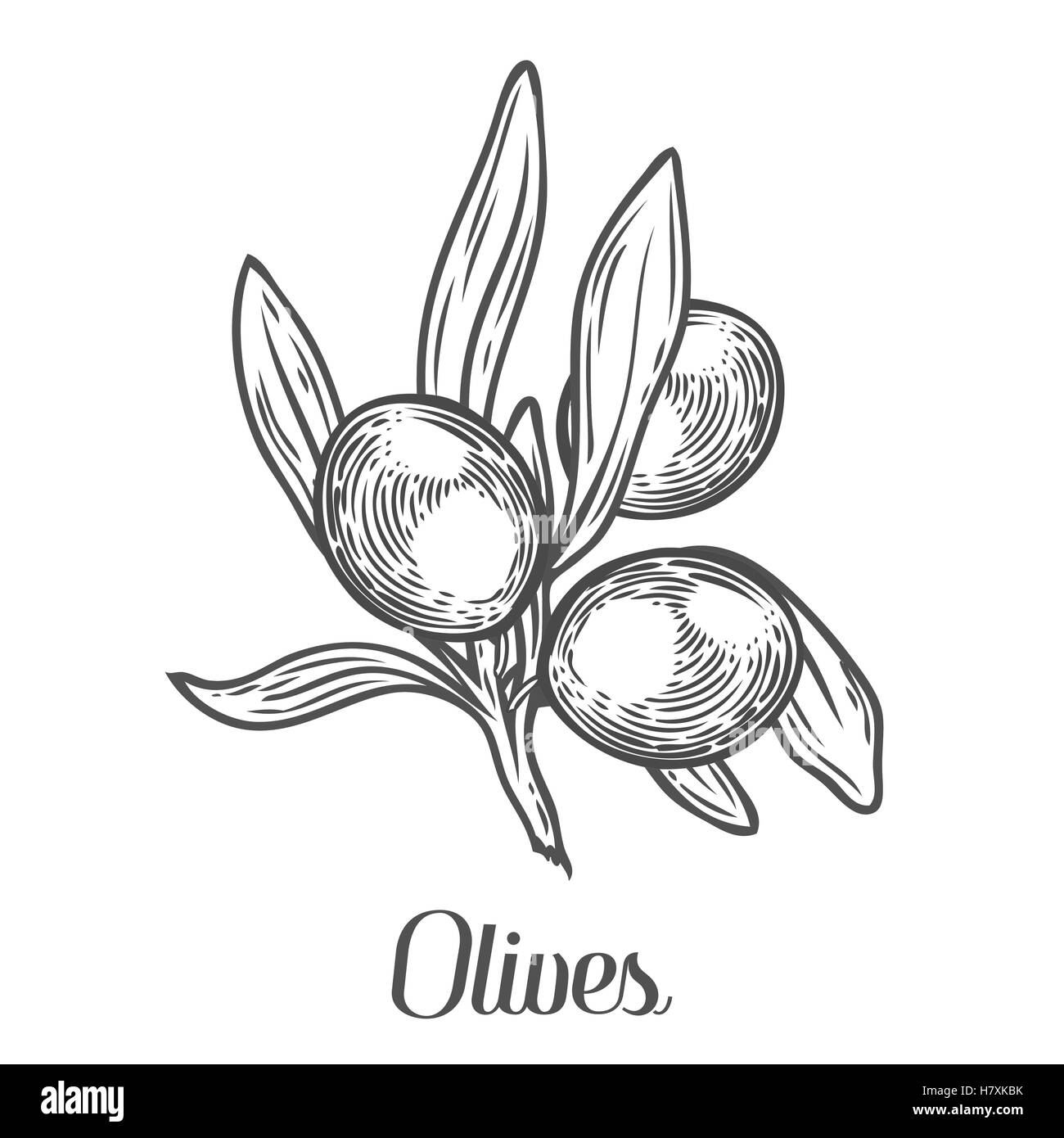 Olive Branch con bacche e foglie di piante di dieta super ingrediente. Organici naturali disegnati a mano disegno vettoriale illustrazioni incise Illustrazione Vettoriale