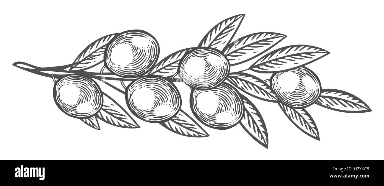 Olive Branch con bacche e foglie di piante di dieta super ingrediente. Organici naturali disegnati a mano disegno vettoriale illustrazioni incise Illustrazione Vettoriale