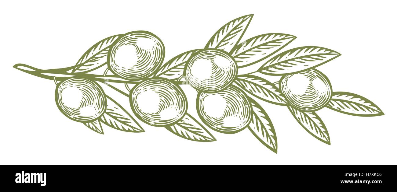 Olive Branch con bacche e foglie di piante di dieta super ingrediente. Organici naturali disegnati a mano disegno vettoriale illustrazioni incise Illustrazione Vettoriale