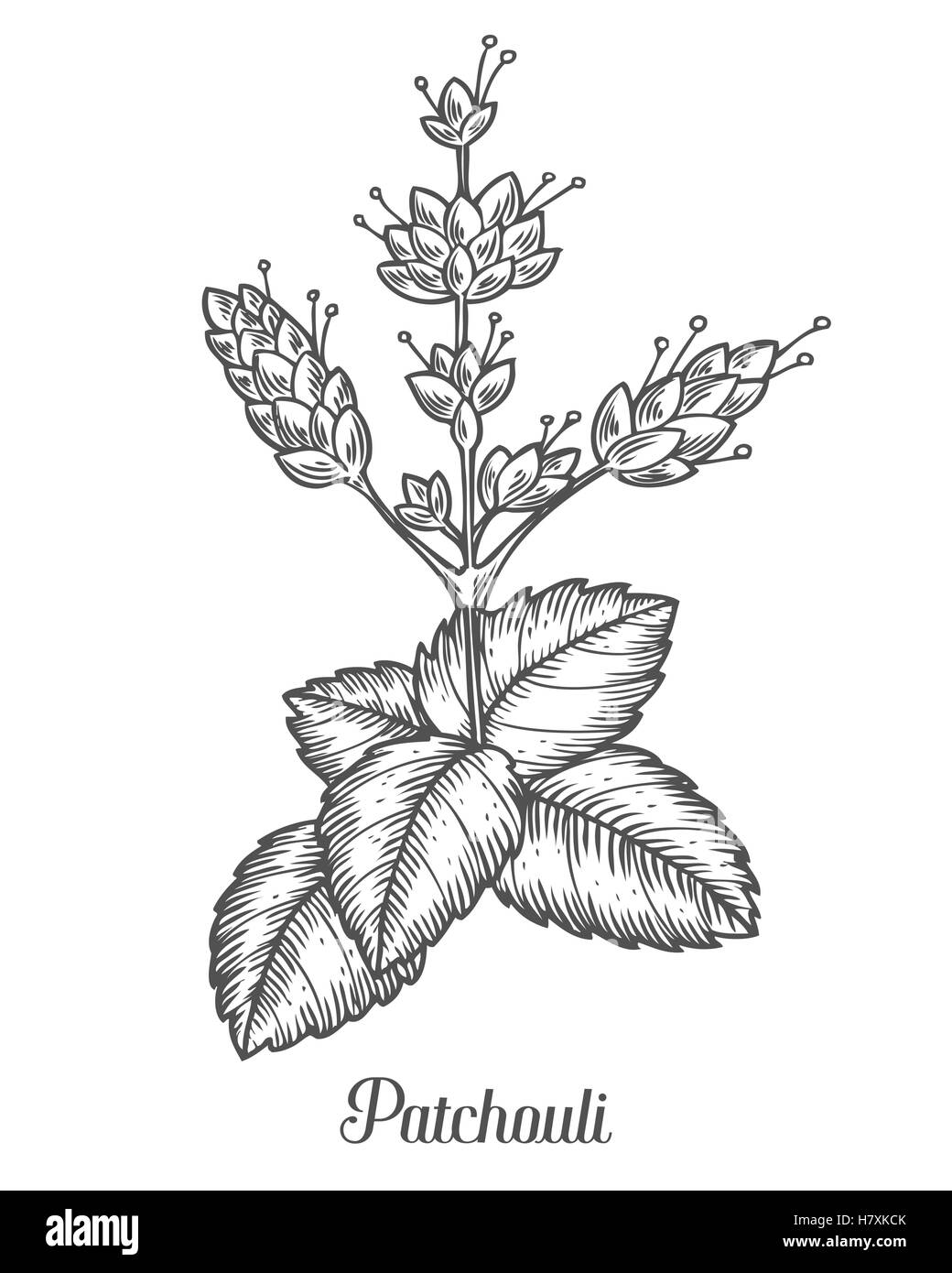 Impianto di Patchouli vettore disegnati a mano illustrazione su sfondo bianco. Pogostemon cablin. Impianto di Patchouli per la medicina tradizionale, Illustrazione Vettoriale
