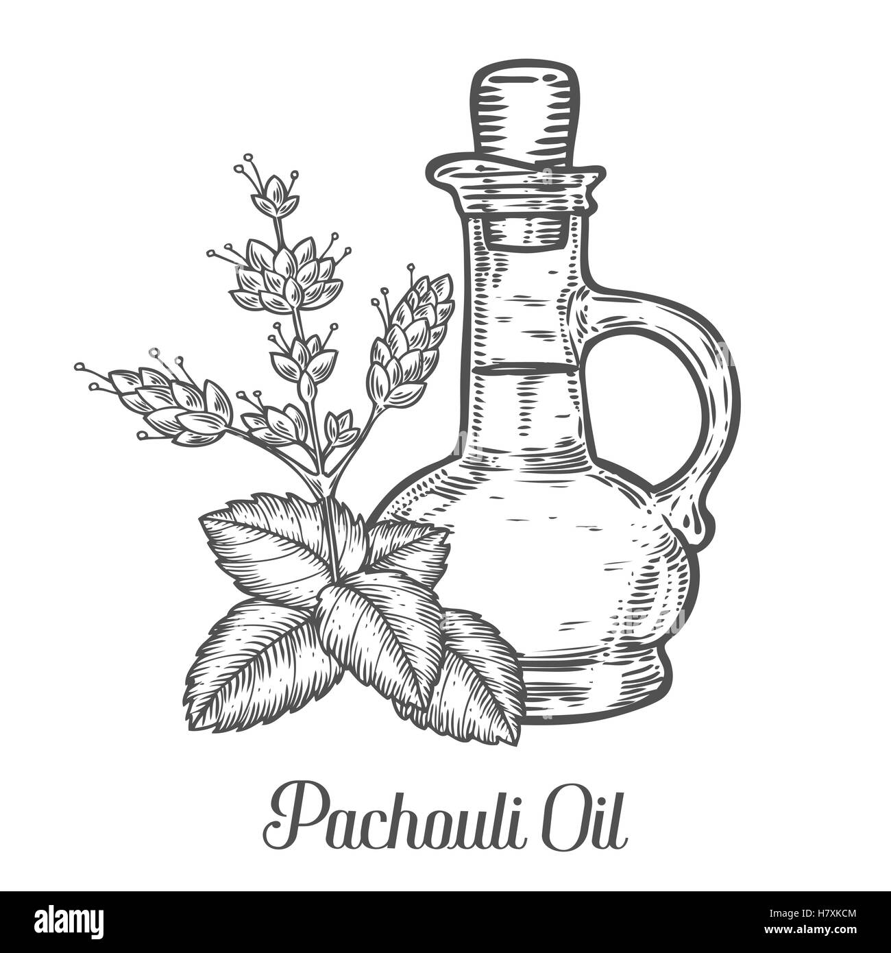 Olio di Patchouli bottiglia vettore di sementi. Isolato su sfondo bianco. Essenza di Patchouli aroma ingrediente. Incisi disegnati a mano illustra Illustrazione Vettoriale