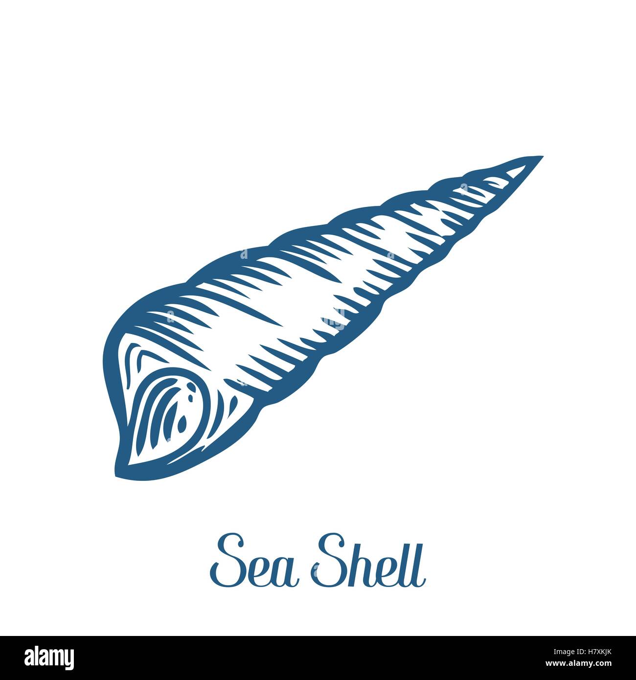 Seashell, conchiglia di mare, natura oceano subacquea acquatici vettore. Disegnata a mano marine illustrazione incisione su sfondo bianco Illustrazione Vettoriale