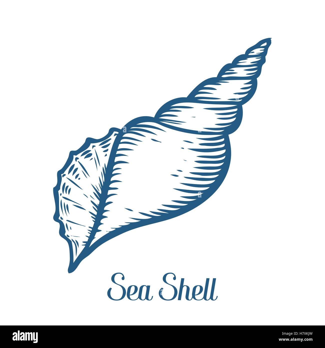 Seashell, conchiglia di mare, natura oceano subacquea acquatici vettore. Disegnata a mano marine illustrazione incisione su sfondo bianco Illustrazione Vettoriale