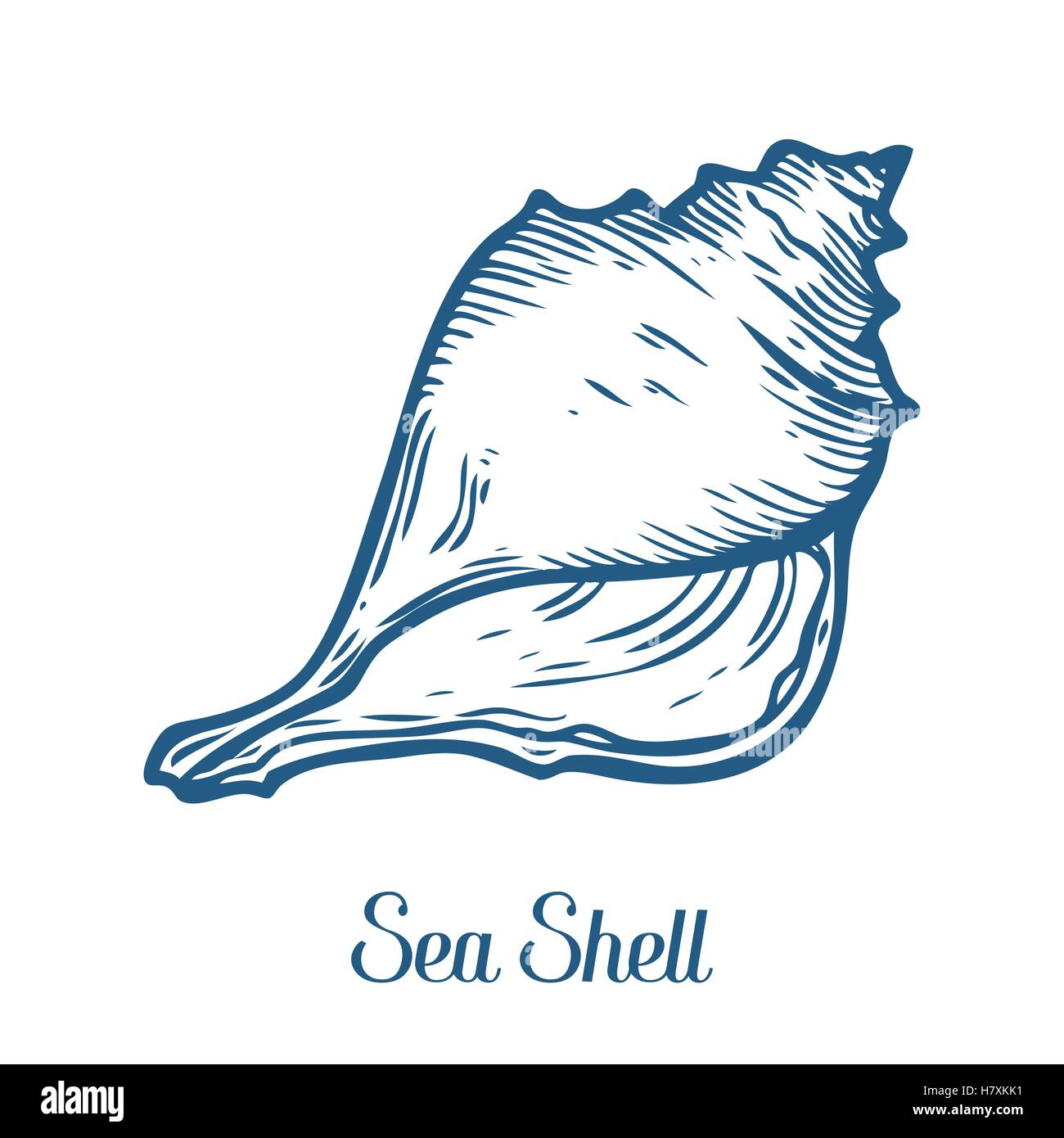 Seashell, conchiglia di mare, natura oceano subacquea acquatici vettore. Disegnata a mano marine illustrazione incisione su sfondo bianco Illustrazione Vettoriale