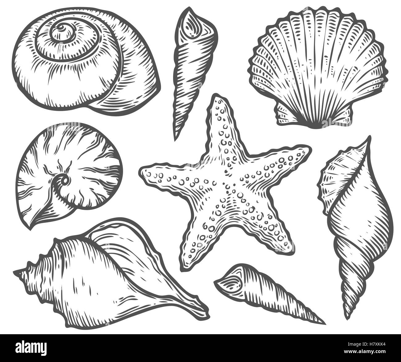 Seashell, conchiglia di mare, stelle marine natura oceano subacquea acquatici vector set. Disegnata a mano marine illustrazione incisione sul retro bianco Illustrazione Vettoriale