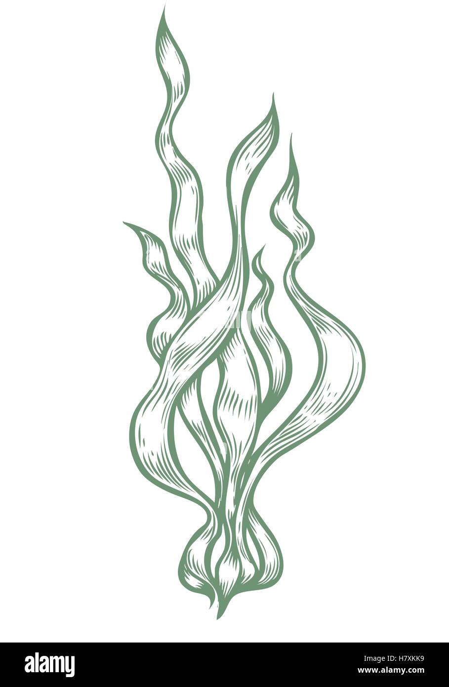 Spirulina super sano organico integratore dietetico. Mano bozzetto illustrazione vettoriale isolati su sfondo bianco. Alga Illustrazione Vettoriale