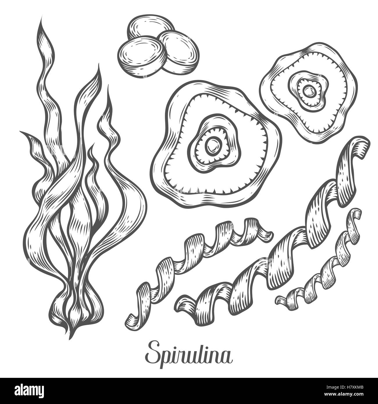 Spirulina super sano organico integratore dietetico. Mano bozzetto illustrazione vettoriale isolati su sfondo bianco. Alga Illustrazione Vettoriale