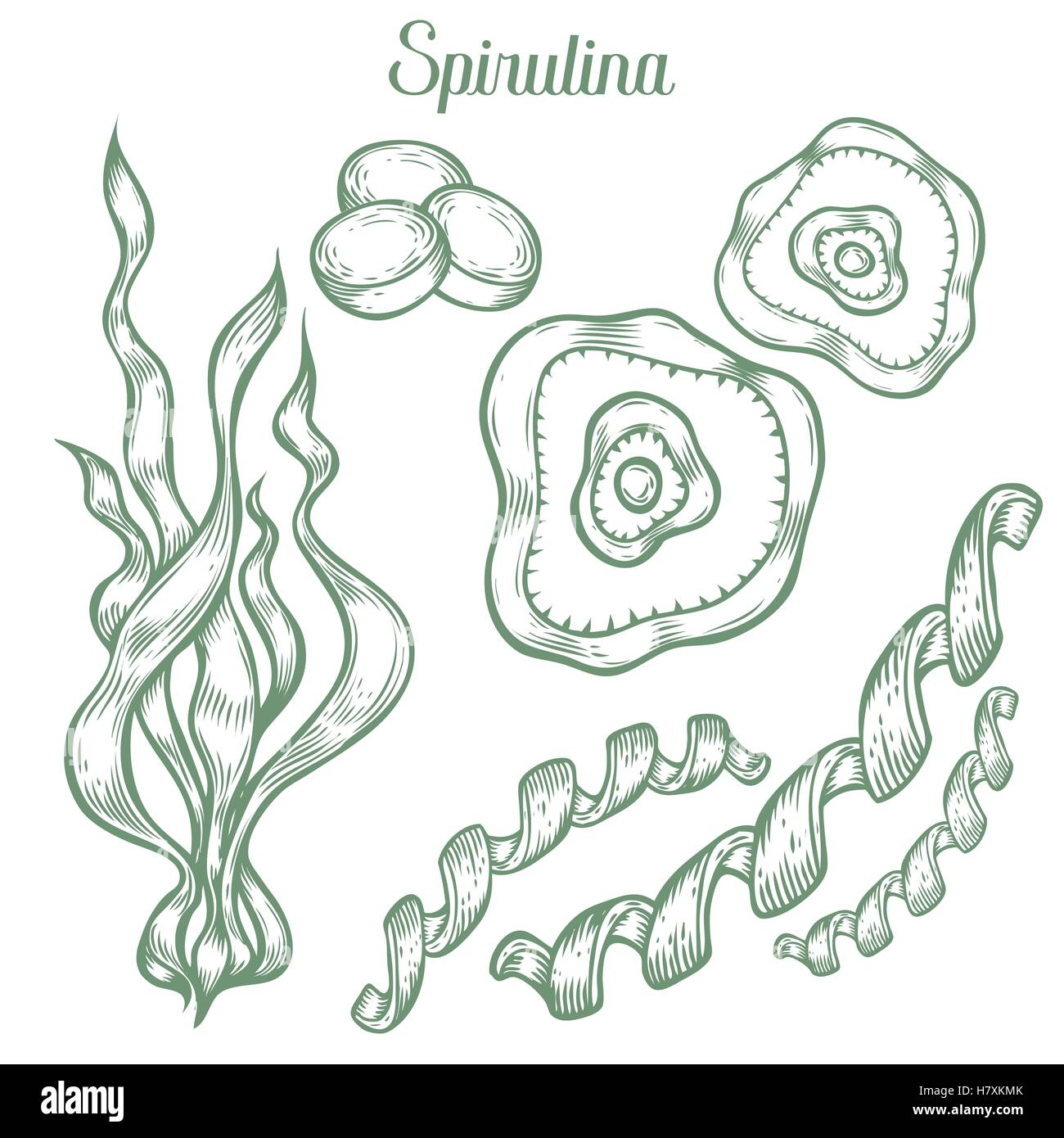 Spirulina super sano organico integratore dietetico. Mano bozzetto illustrazione vettoriale isolati su sfondo bianco. Alga Illustrazione Vettoriale