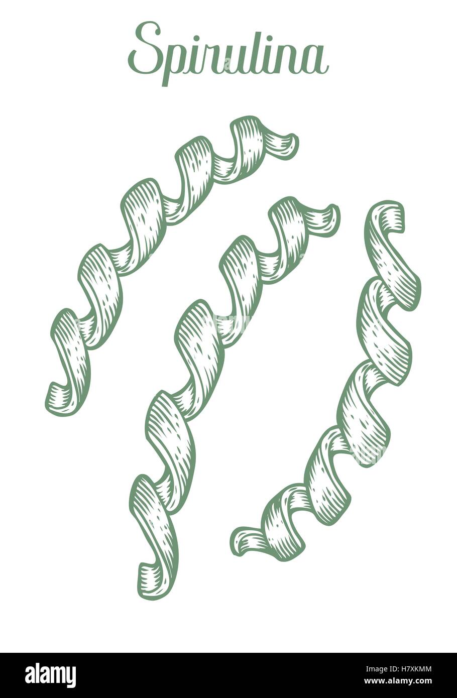 Spirulina super sano organico integratore dietetico. Mano bozzetto illustrazione vettoriale isolati su sfondo bianco. Alga Illustrazione Vettoriale