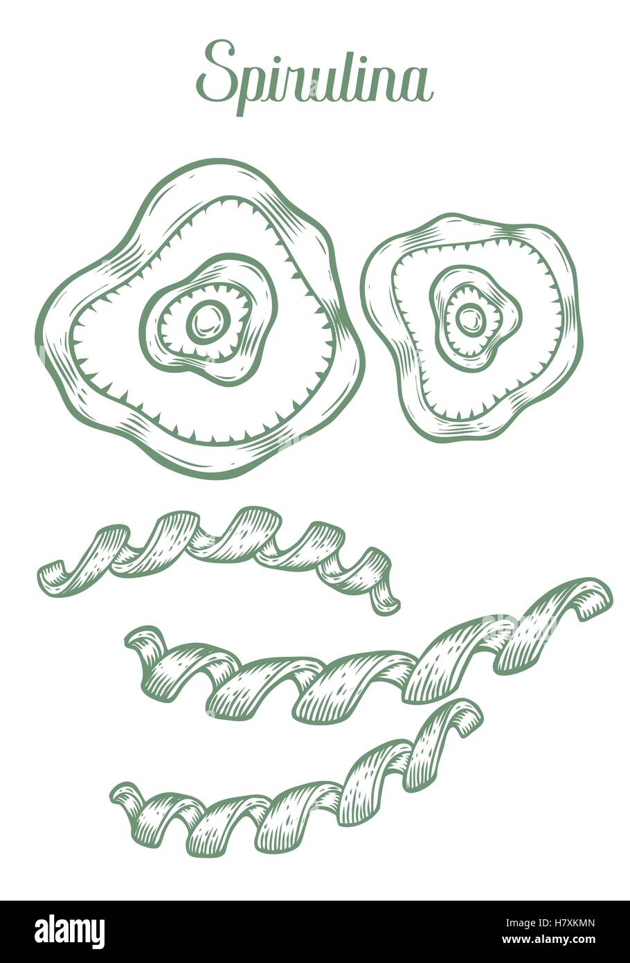 Spirulina super sano organico integratore dietetico. Mano bozzetto illustrazione vettoriale isolati su sfondo bianco. Alga Illustrazione Vettoriale
