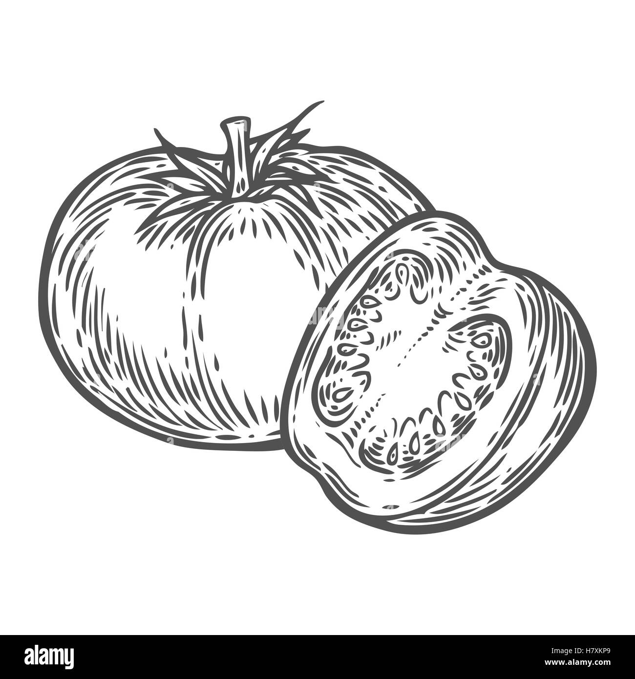 Vettore di pomodori. Isolato su sfondo bianco. Pomodoro ingrediente alimentare. Incisi a mano Illustrazione disegnata rétro in stile vintage. Illustrazione Vettoriale