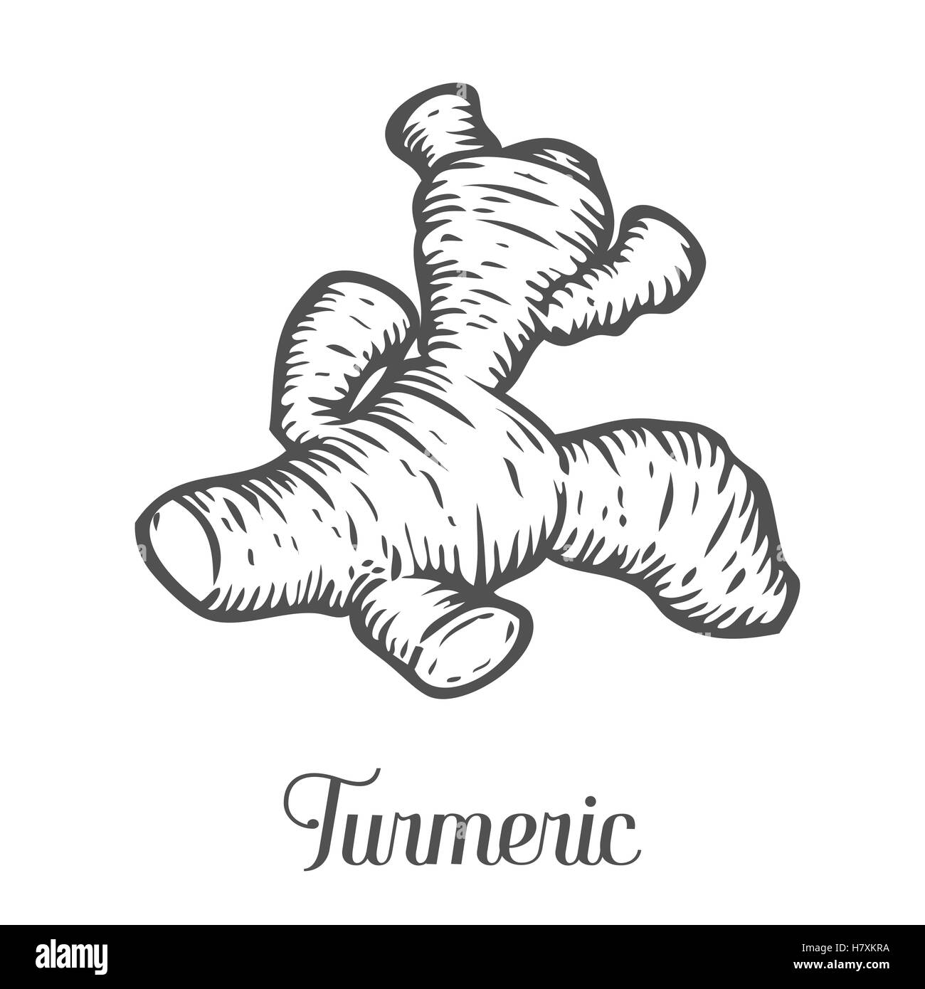 Curcuma. Impianto vettore isolato su sfondo bianco. Il concetto di immagine grafica di piante medicinali, erbe, fiori, frutti, roo Illustrazione Vettoriale