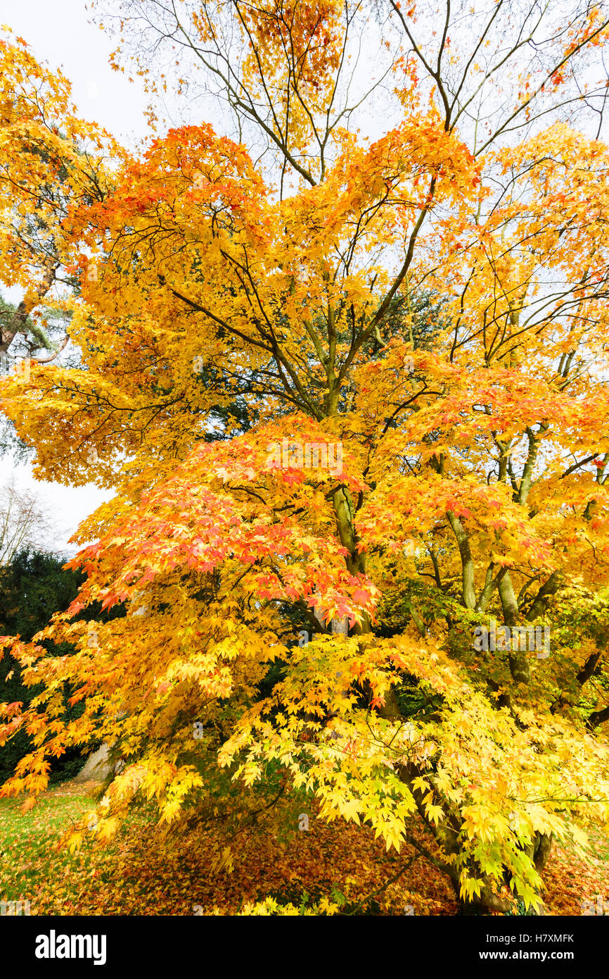 Acero giapponese, Acer palmatum x japonicum, Westonbirt Arboretum vicino a Tetbury, Gloucestershire, a sud-ovest dell'Inghilterra, in autunno Foto Stock