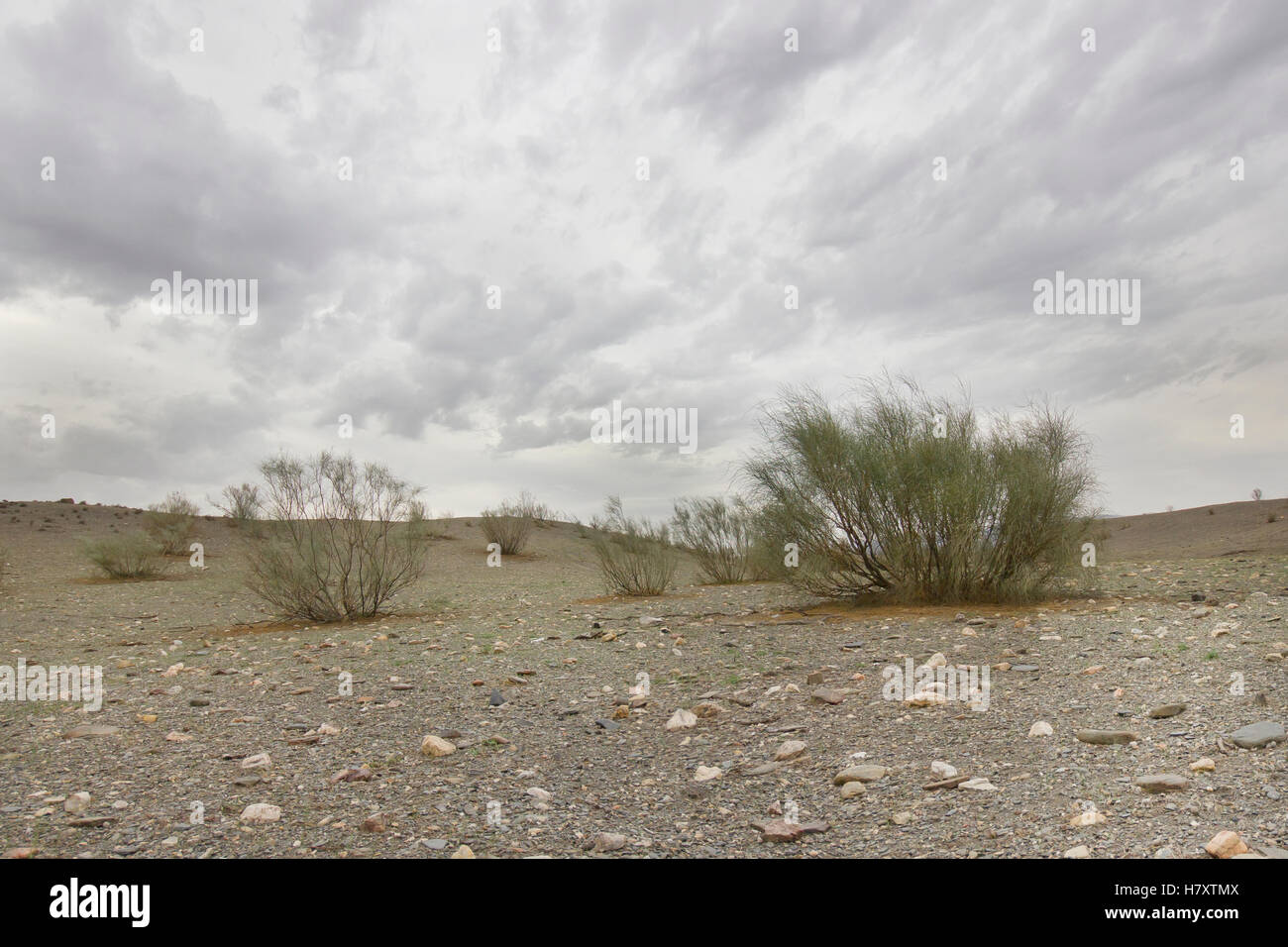 Deserto di Tabernas con Retama sphaerocarpa nel giorno nuvoloso. Foto Stock