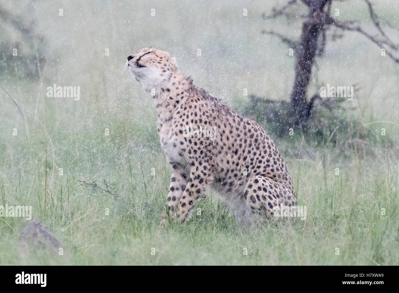 Ghepardo (Acinonix jubatus) seduti sulla savana durante le precipitazioni, scuotimento bagnata della pelliccia, il Masai Mara riserva nazionale, Kenya Foto Stock