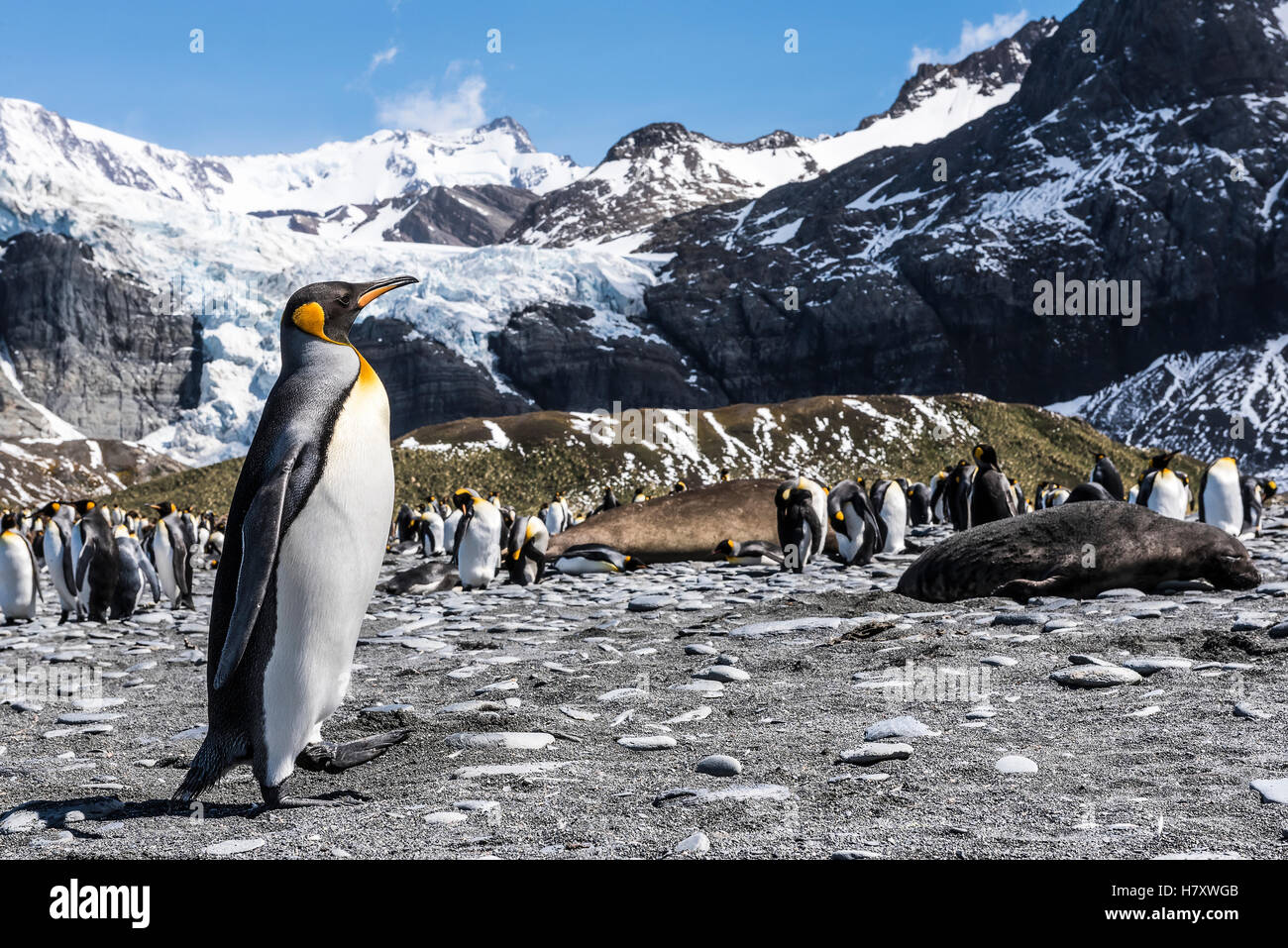 Pinguino reale (Aptenodytes patagonicus) colonia su una spiaggia; Georgia del Sud Georgia del Sud e Isole Sandwich del Sud, Regno Unito Foto Stock