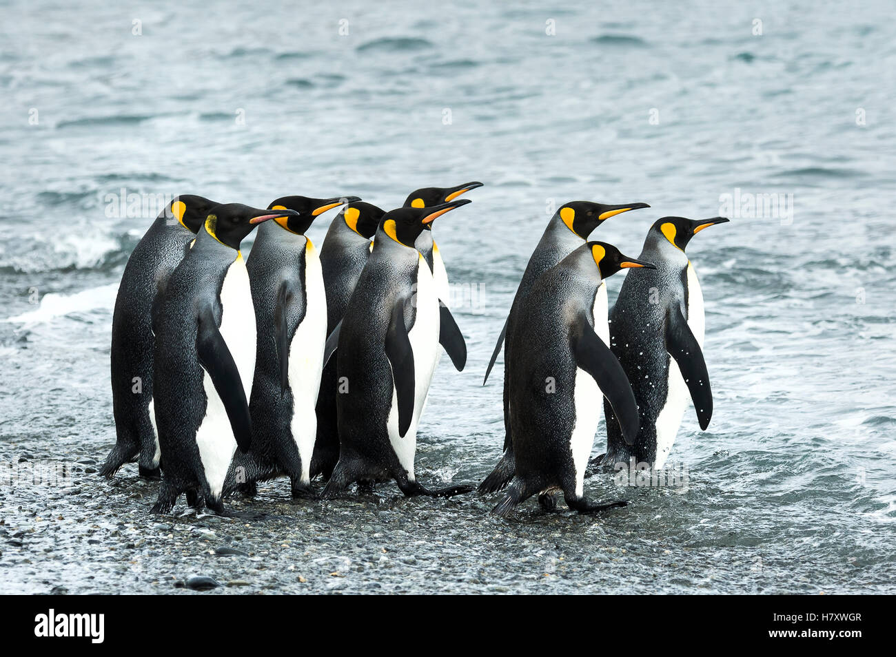 Re pinguini (Aptenodytes patagonicus)in Fortuna Bay; Georgia del Sud Georgia del Sud e Isole Sandwich del Sud, Regno Unito Foto Stock