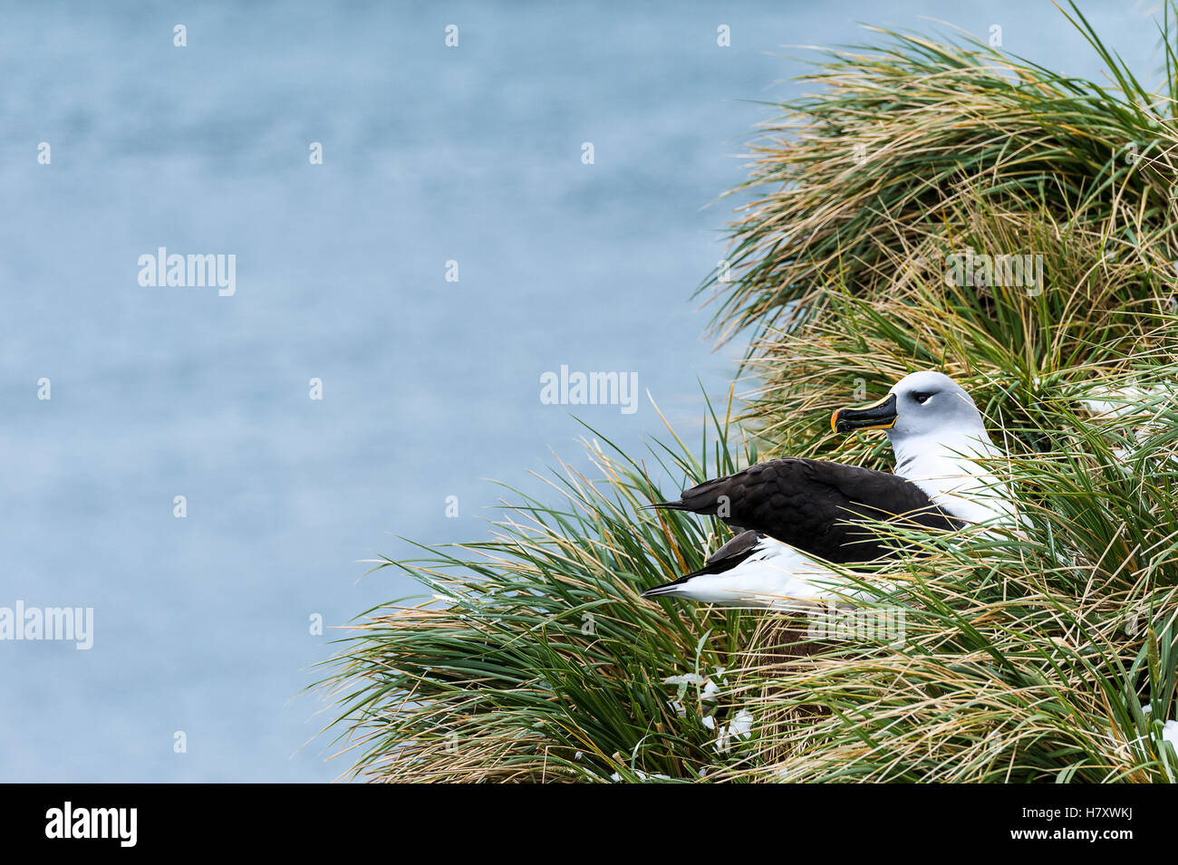 Nero-browed albatross (Thalassarche melanophris); nesting Georgia del Sud Georgia del Sud e Isole Sandwich del Sud, Regno Unito Foto Stock