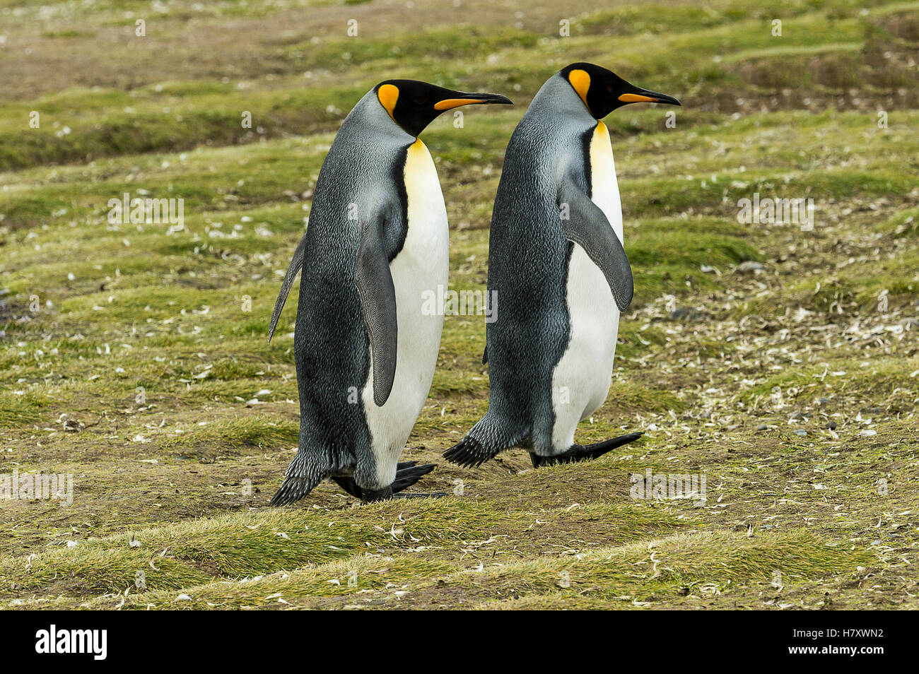 Pinguino reale (Aptenodytes patagonicus) coppia, Salisbury Plain; Georgia del Sud Georgia del Sud e Isole Sandwich del Sud, Regno Unito Foto Stock