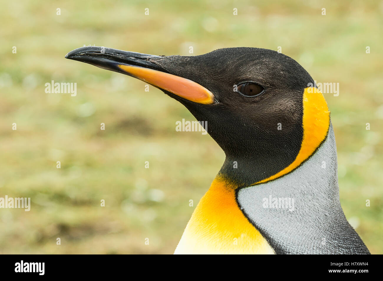 Close up di un pinguino reale (Aptenodytes patagonicus), Salisbury Plain; Georgia del Sud Georgia del Sud e Isole Sandwich del Sud, Regno Unito Foto Stock