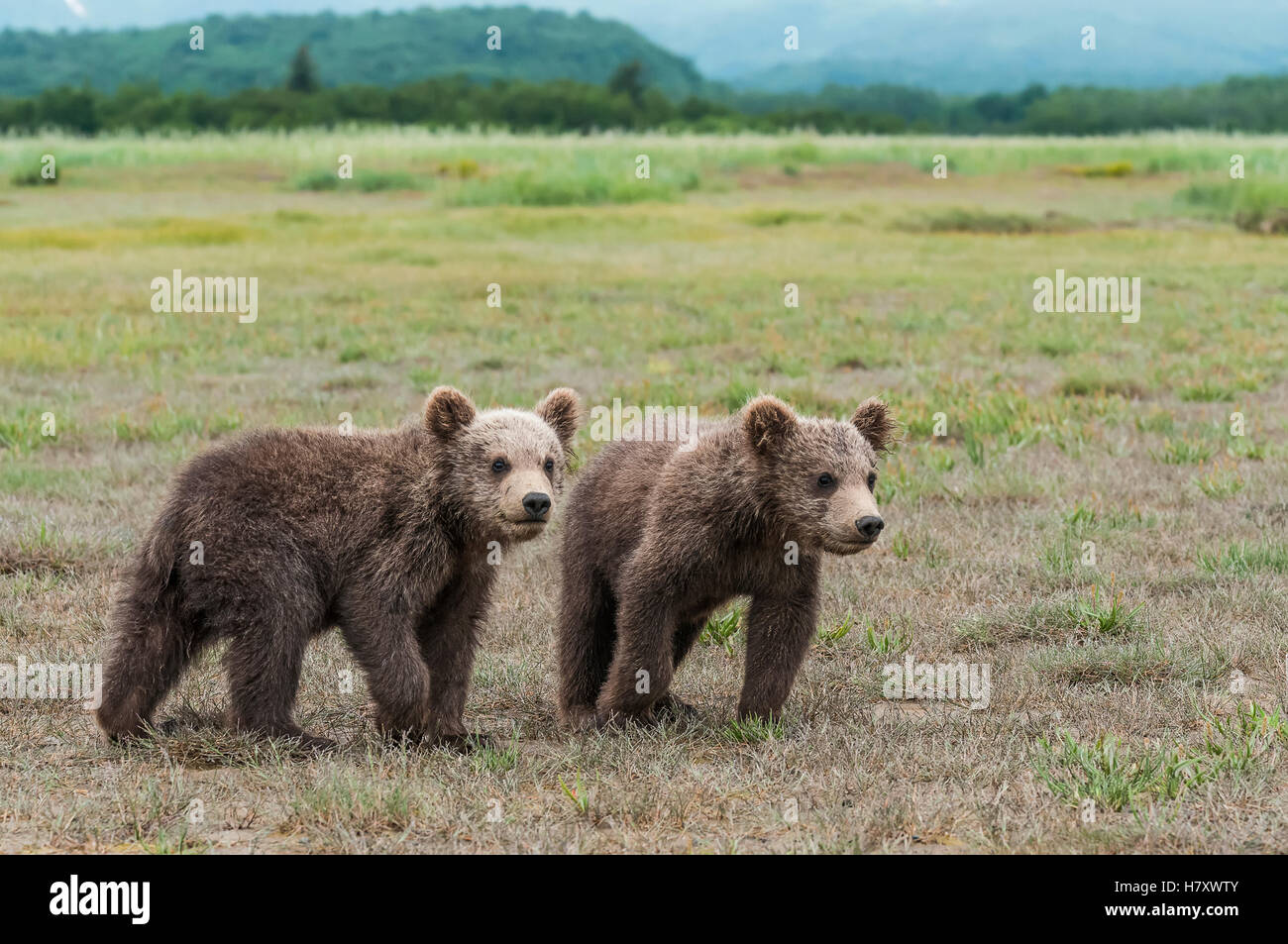 Due l'orso bruno (Ursus arctos) cubs in un campo di erba Foto Stock