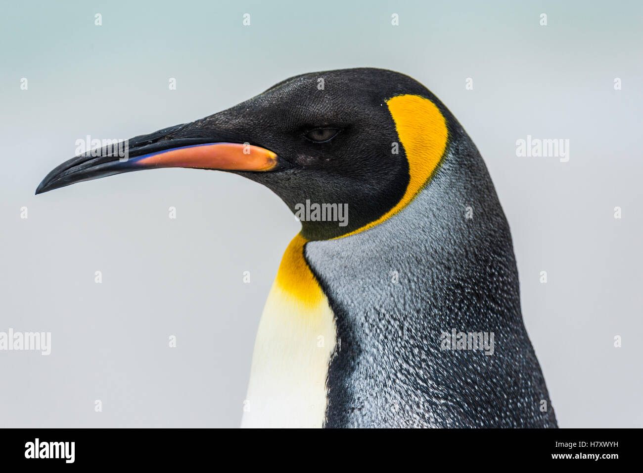 Close up di un pinguino reale (Aptenodytes patagonicus) Foto Stock