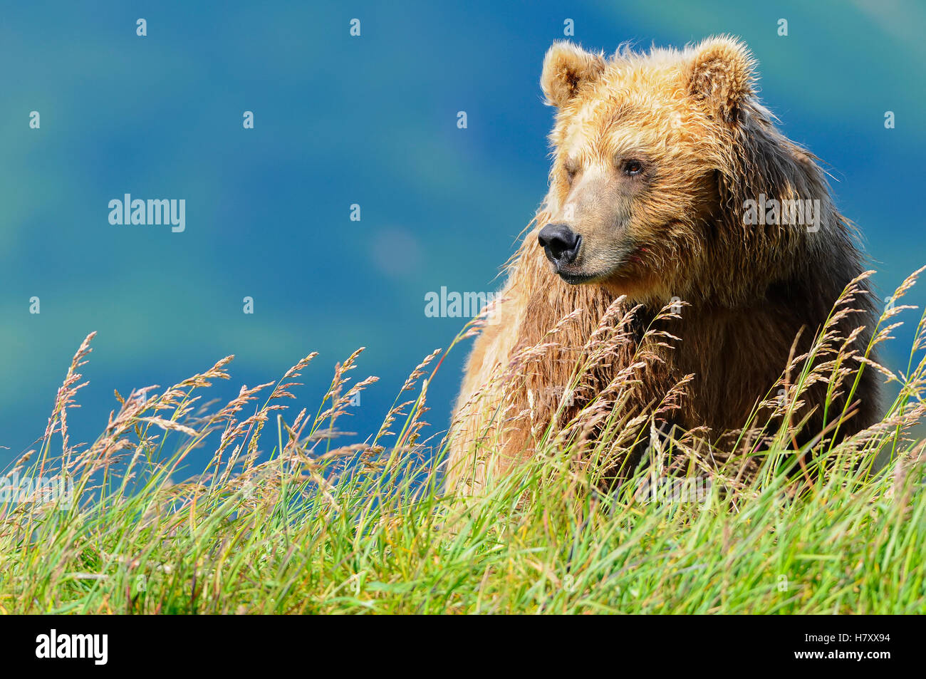 Ritratto di un orso bruno (verticale), Katmai National Park; Alaska, Stati Uniti d'America Foto Stock