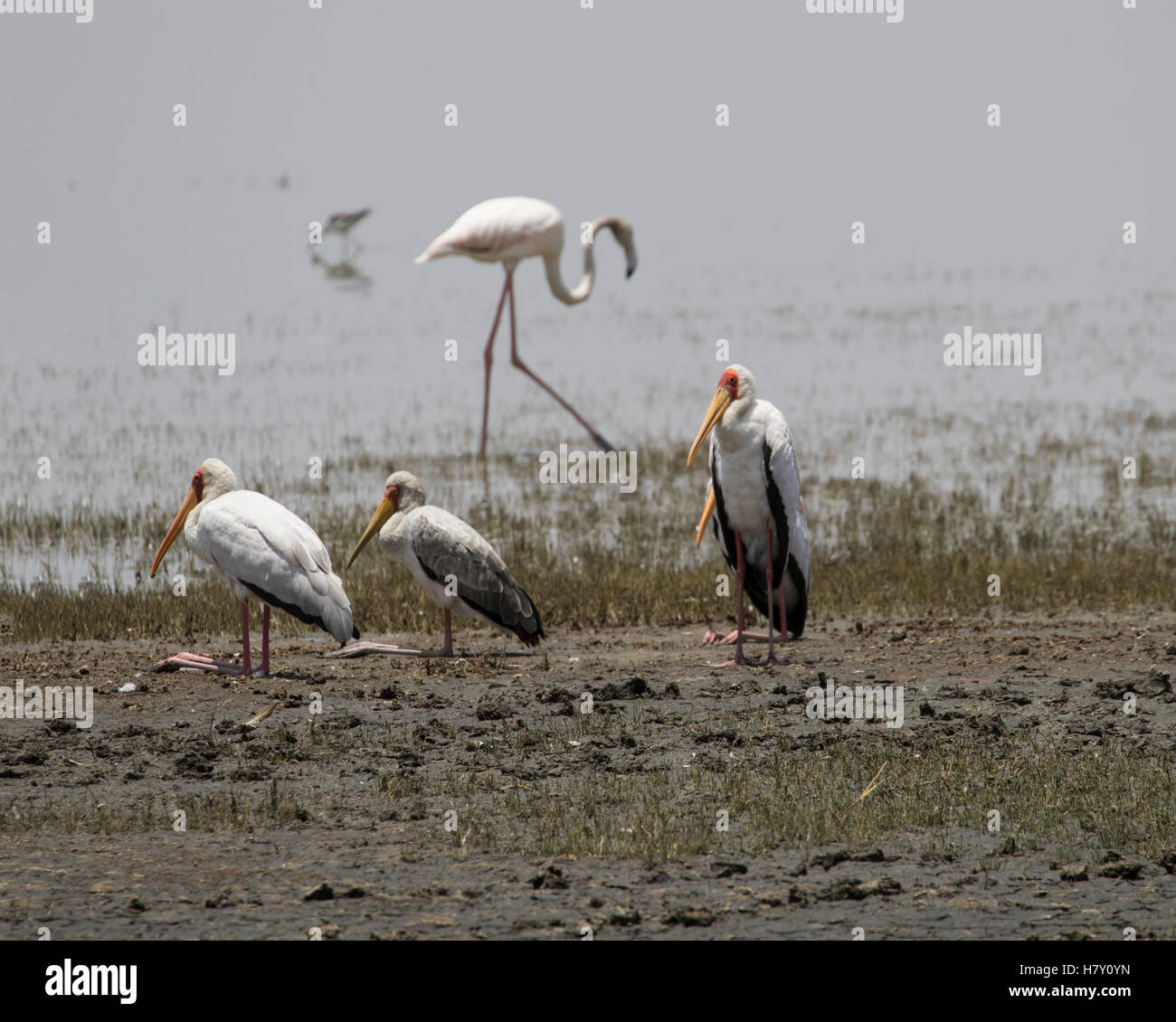 Giallo-fatturati cicogna e fenicottero maggiore al Lago Manyara in Tanzania Foto Stock