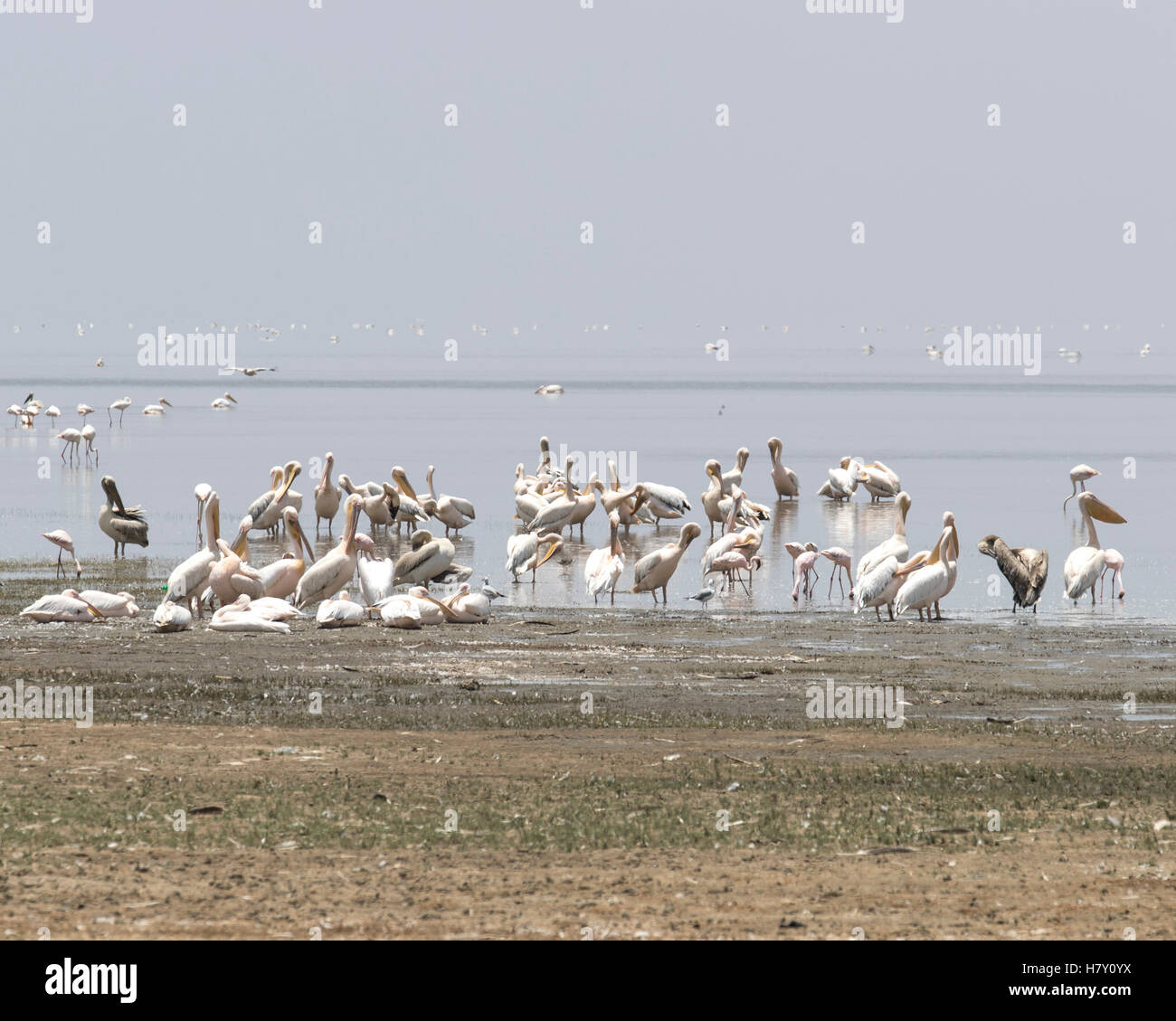 Grande pellicani bianchi nel Lago Manyara National Park, Tanzania Foto Stock