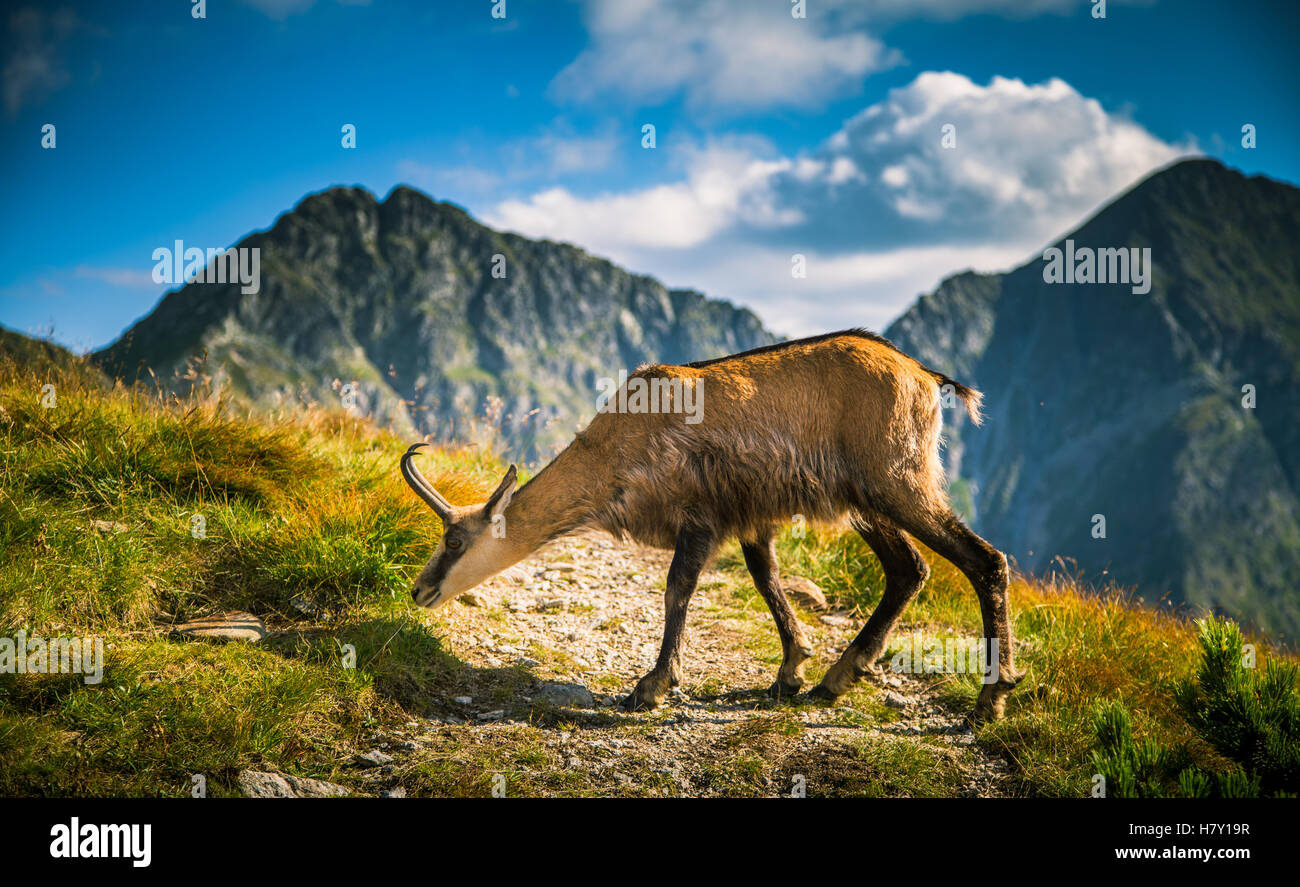 Bellissimo camoscio capre di montagna in habitat naturali Foto Stock