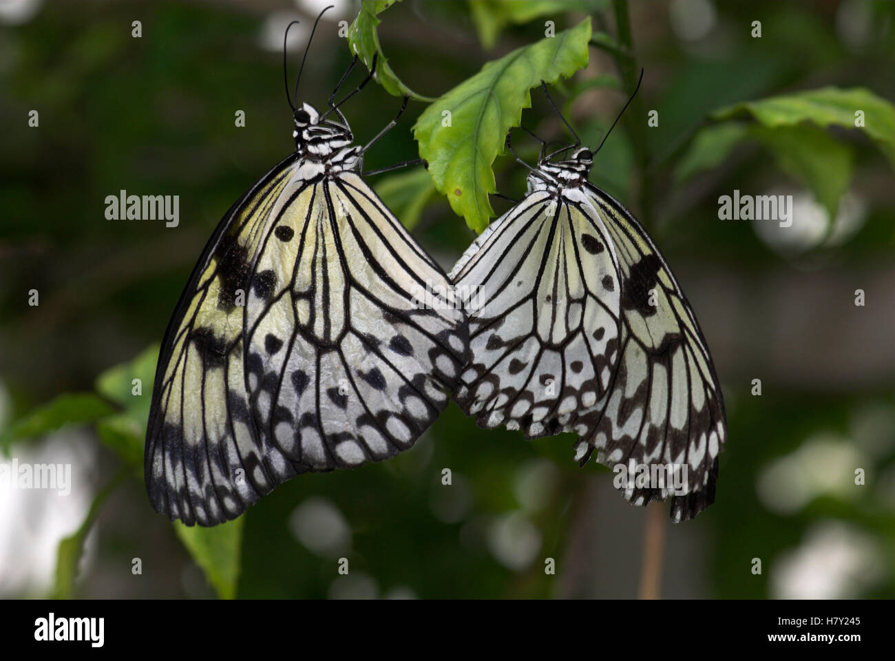 Tree Nymph farfalle coppia coniugata Idea leuconoe Sud Foto Stock