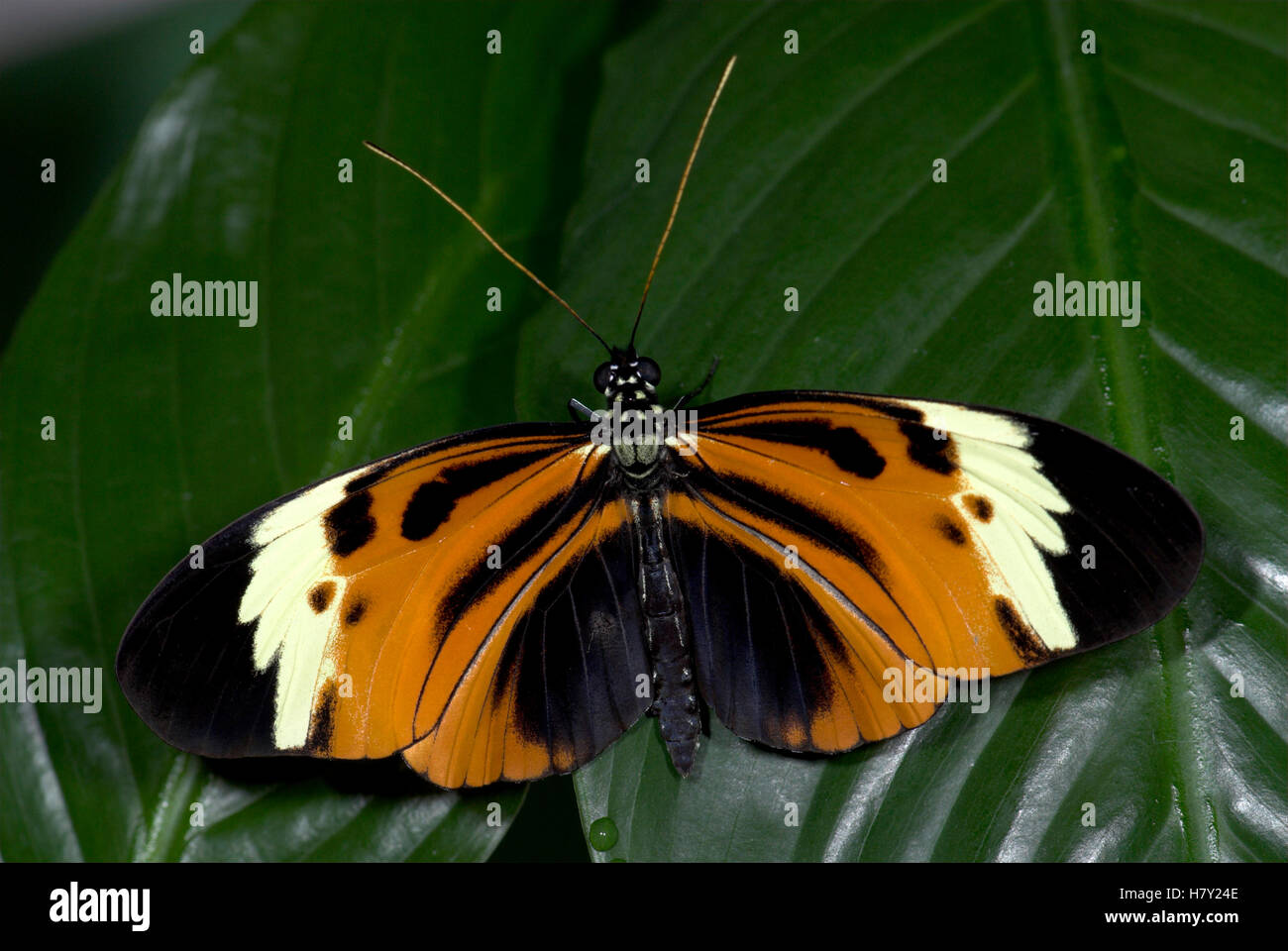 Heliconius melpomene : farfalla in appoggio con le ali aperte sul Foto Stock