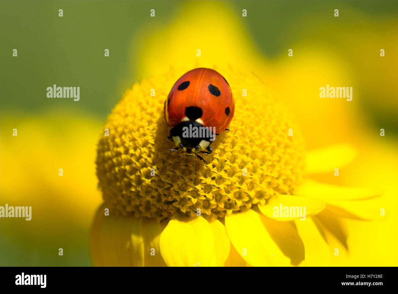 Sette Spotted Coccinella Coccinella septempunctata sul fiore giallo Foto Stock