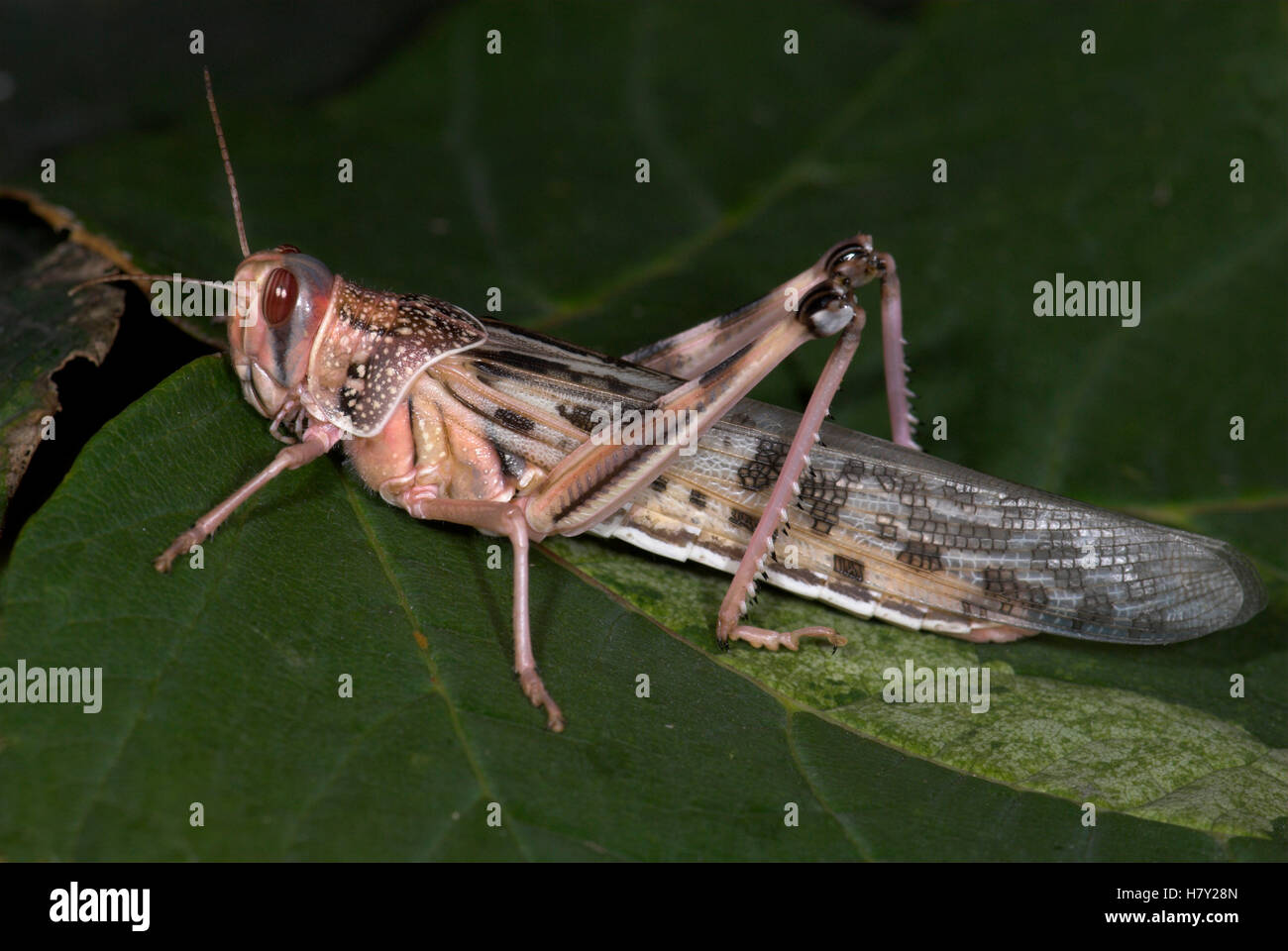 Desert Locust Schistocerca gregaria adulto con formato completamente Foto Stock