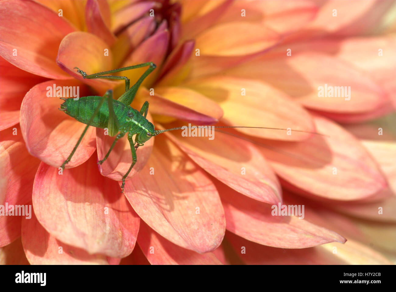 Chiazzato Bush Cricket Leptophyes punctatissima maschio su rosa Foto Stock